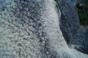 Saueskinn - Gotland - grey-sheepskin-gotland-beauty