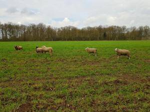 Saueskinn - Hollandske - lovely-sheepskin-texel-holland1