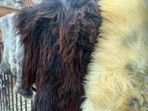 Saueskinn - Naturlig saueskinn - multicolors-natural-sheepskins-adam-leather