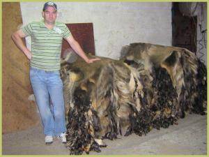 Saueskinn - Villsvinskinn - stunning-boar-skins-adam-leather